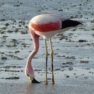 Flamingo AI may fold as fire sale falls through Flamingo AI may fold as fire sale falls through